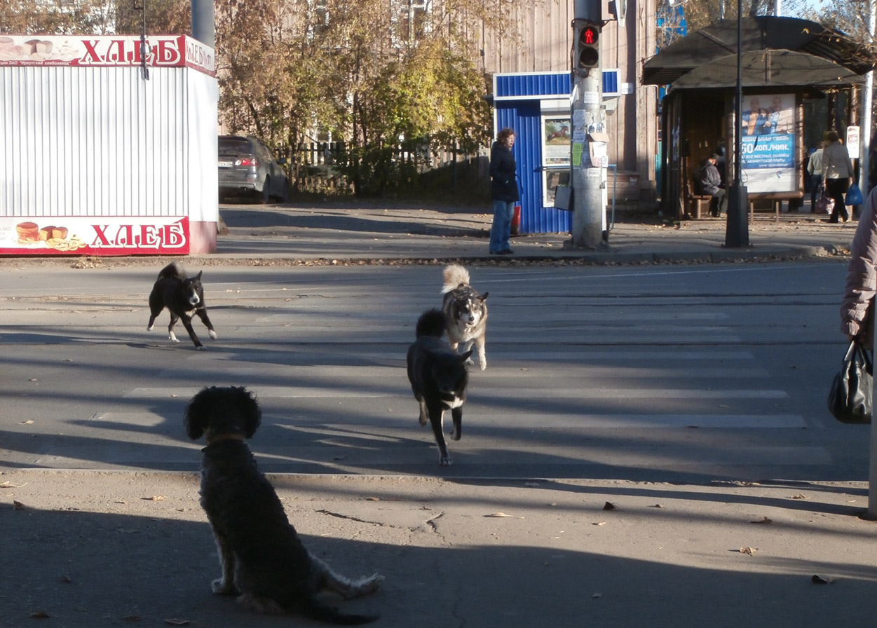 "����������" ���2