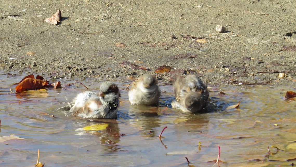 ���������� ��������