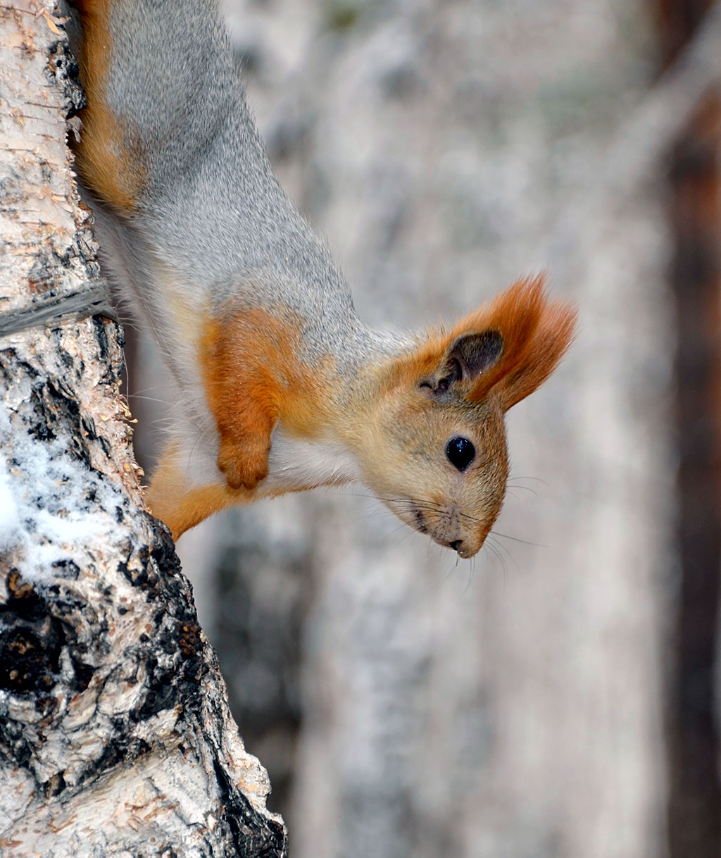 ���������� ��� ���?