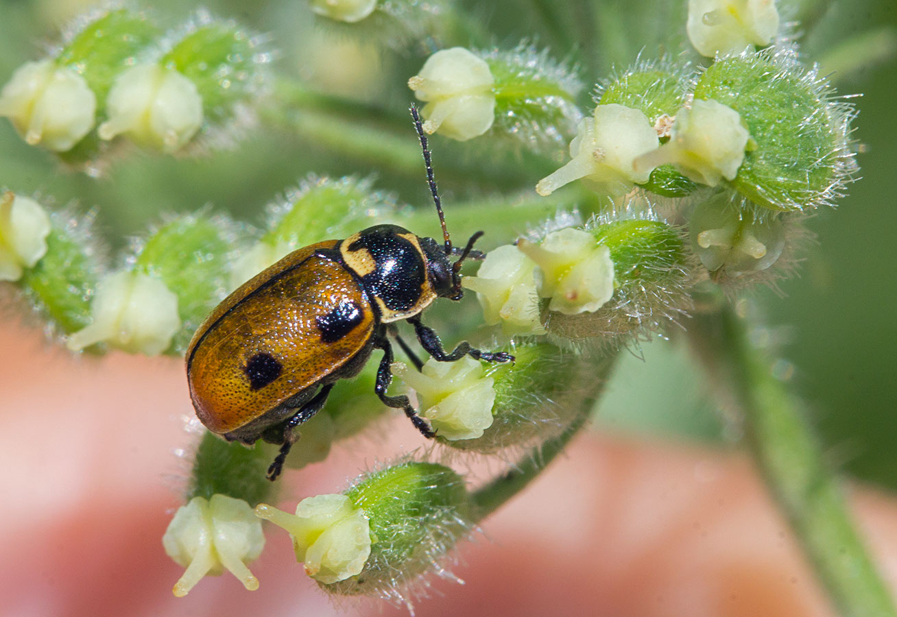  Cryptocephalus distinguendus