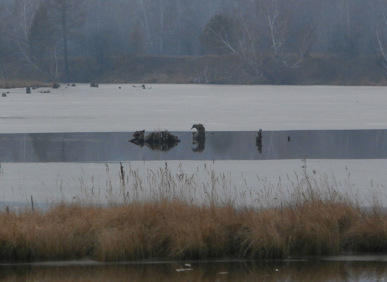 "�����" � ����