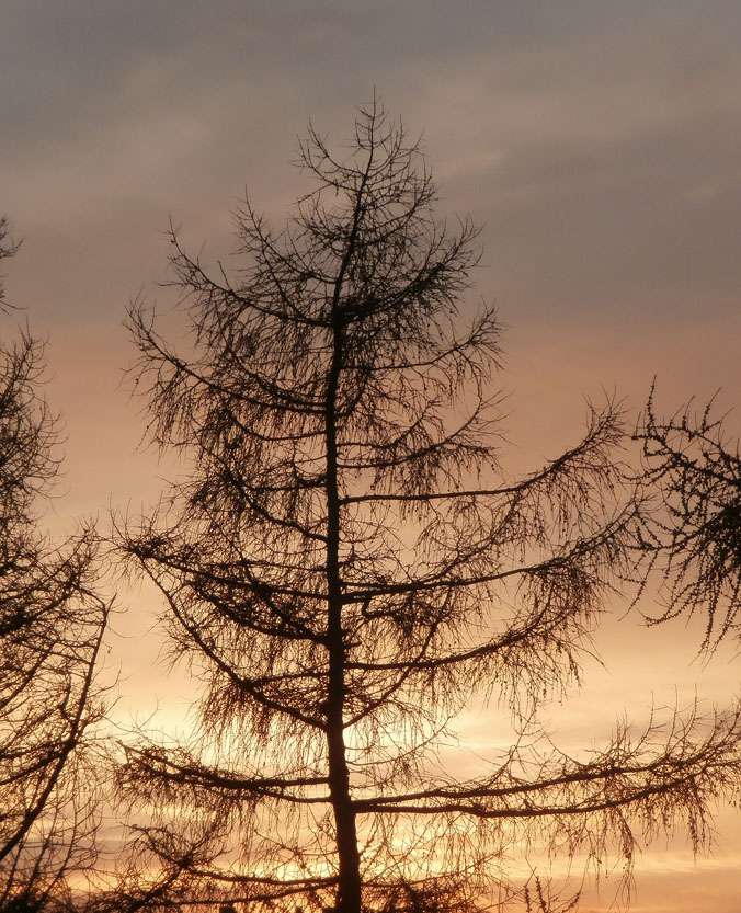 �� ���� ��������� ����