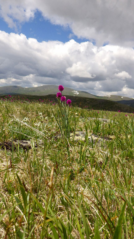 ������� ���� ������