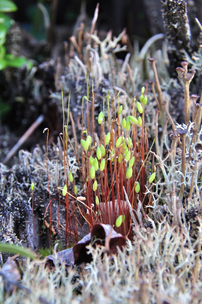 Фунария влагомерная, мох (Funaria hygrometrica)
