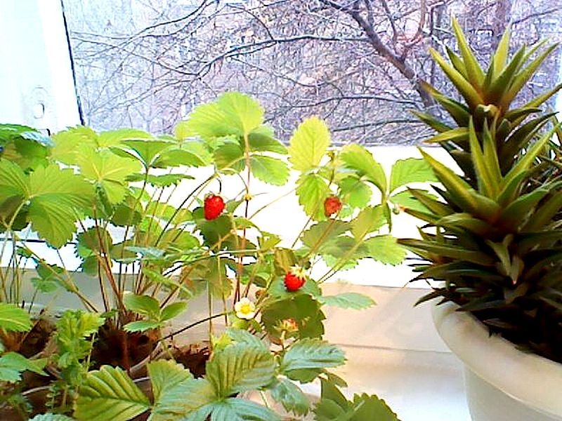 ��������� �� ����