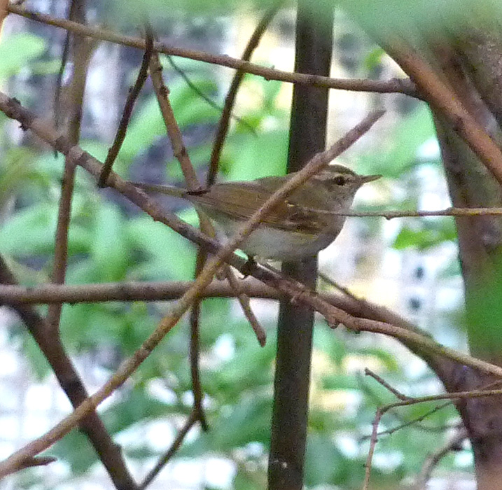 ������� ?