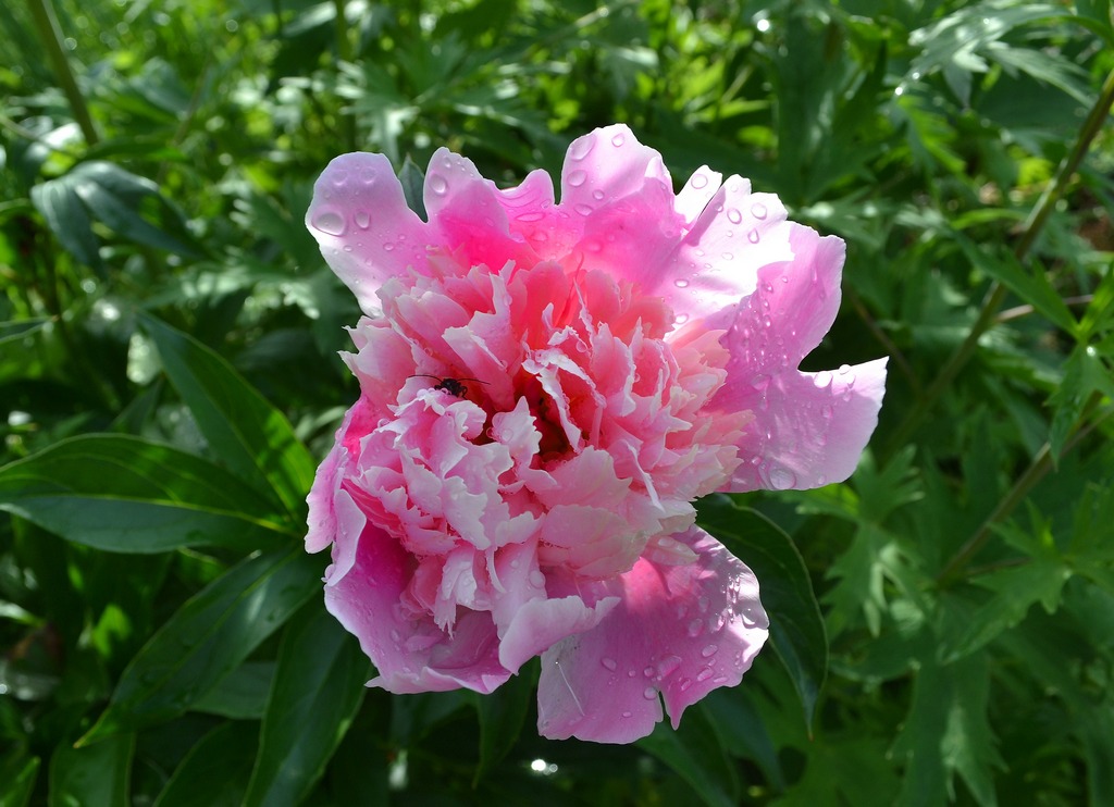 � ���������� �������