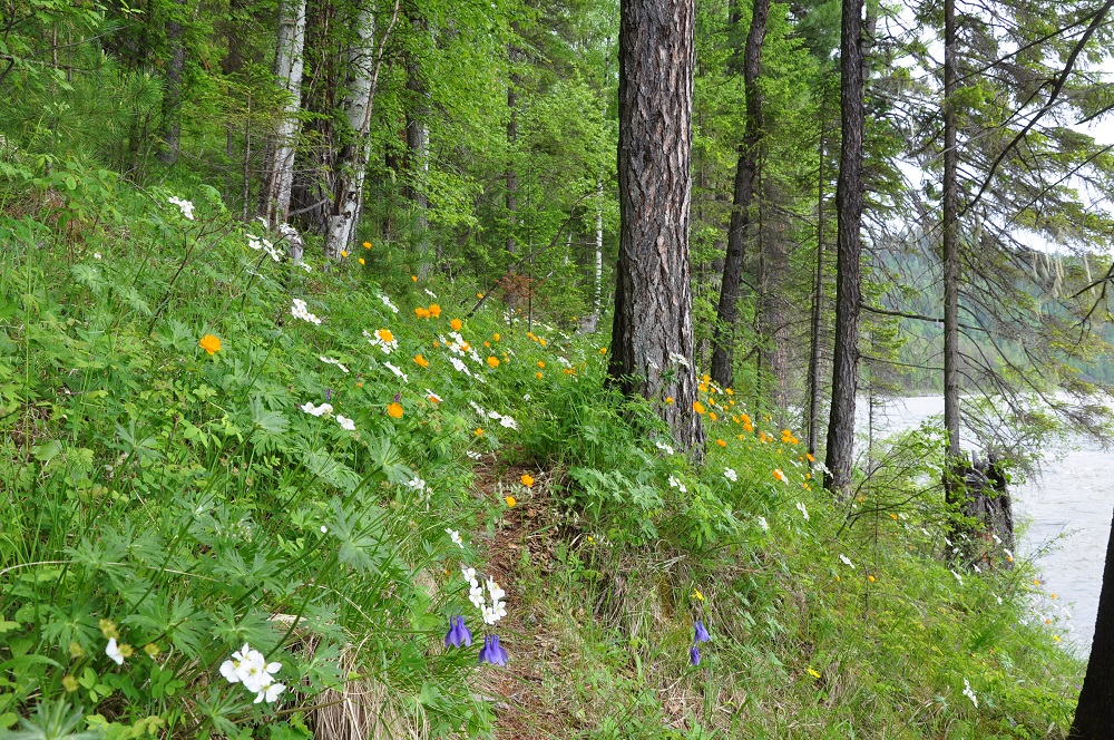 ������ �����