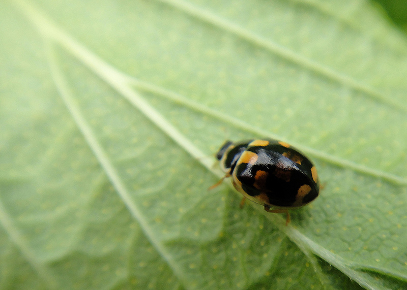 Semiadalia schneideri?