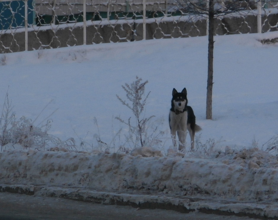 ����� �����1