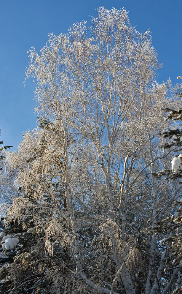 �������� ������� ������