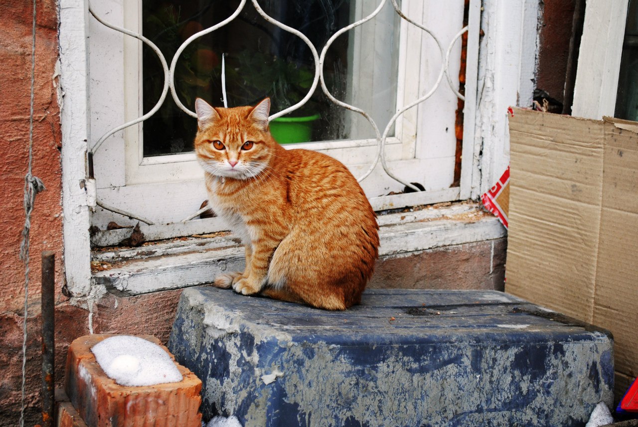 �������� ���