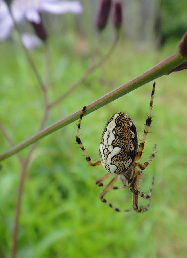 Aculepeira armida?_1