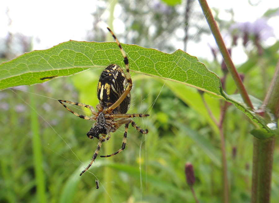 Aculepeira armida?_2