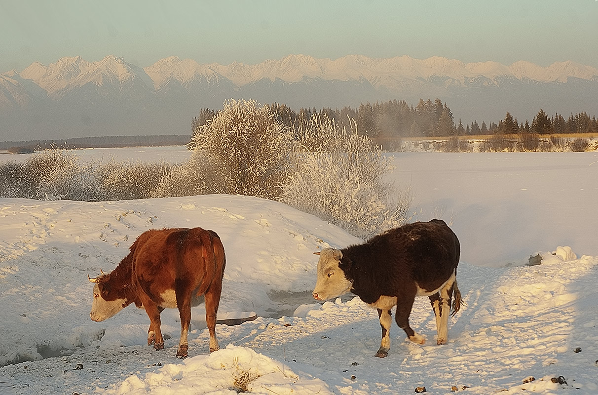 �� ������ ������