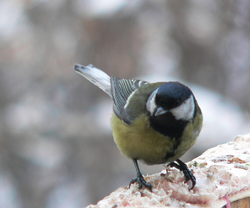 ����������� 2