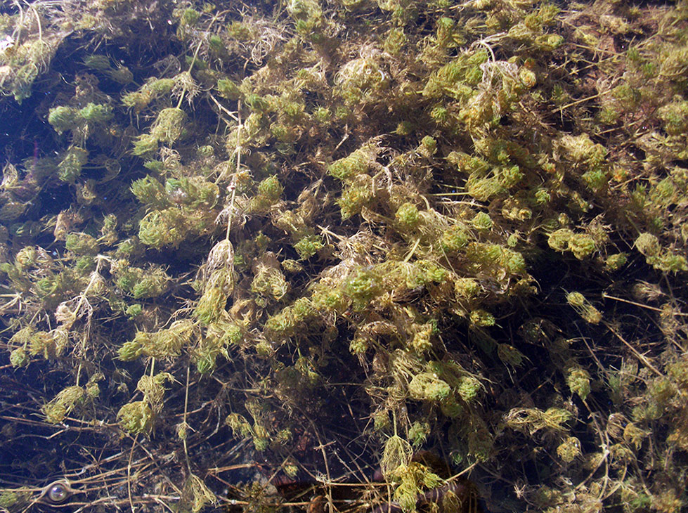 Chara vulgaris ( )