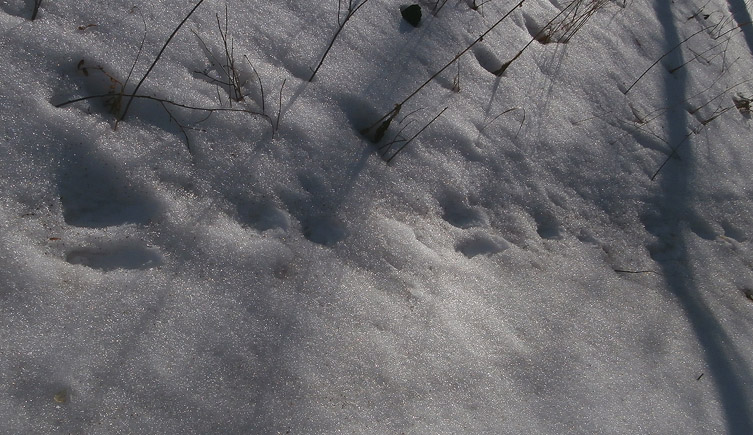 ������ ����� �����