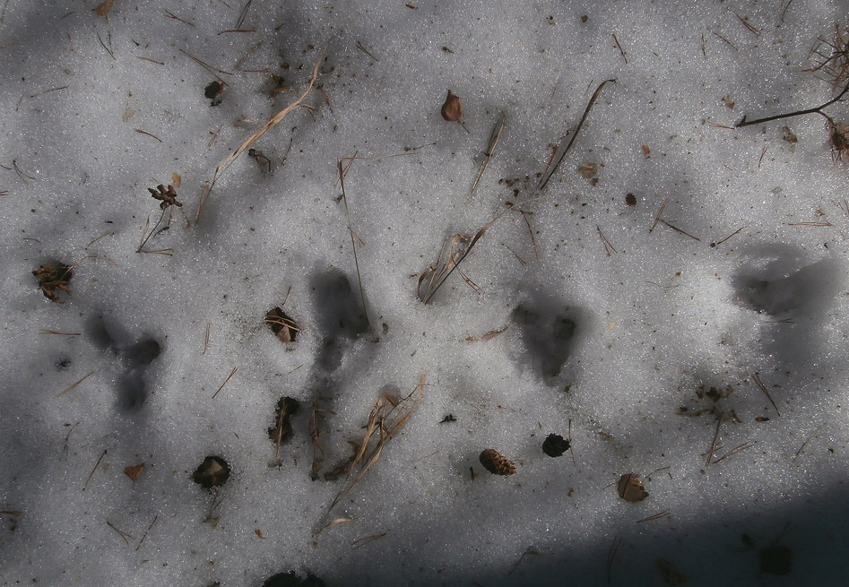 ������ ����� �������