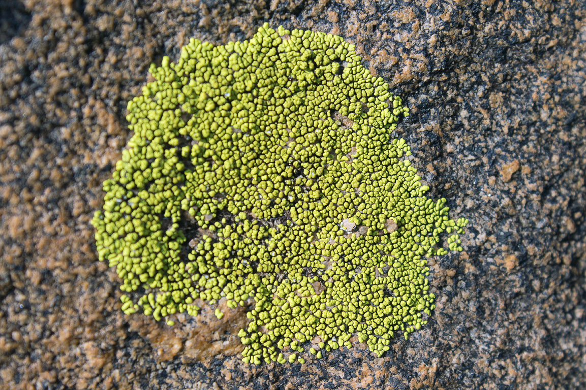 Pleopsidium