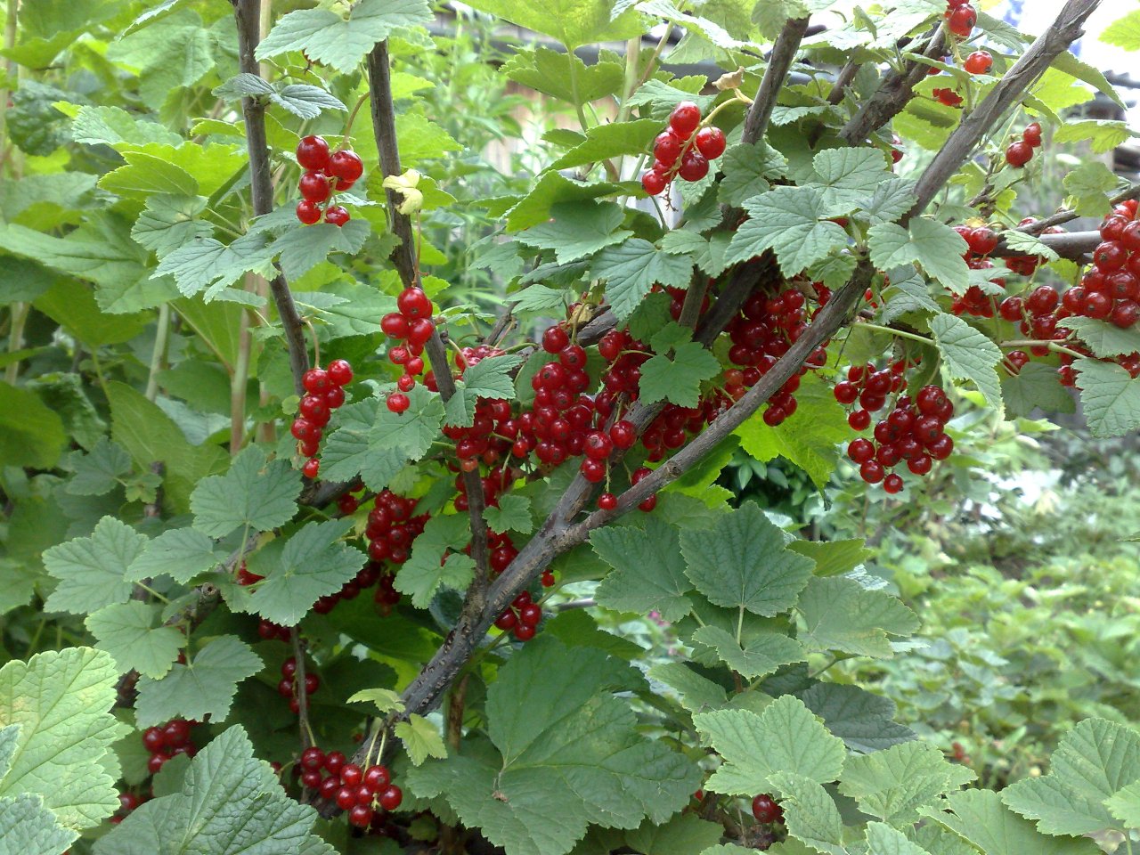 ������� ���������