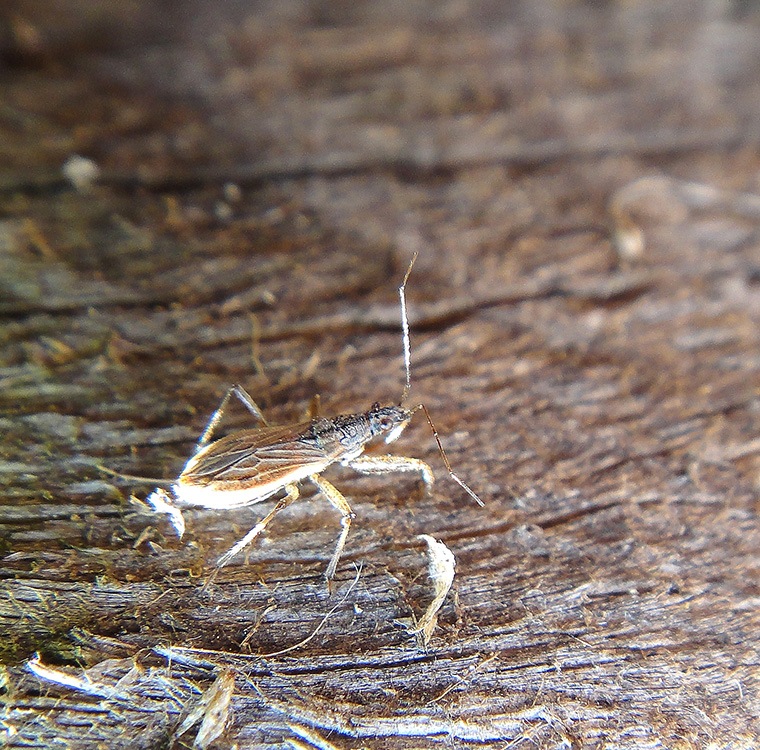 Nabidae?