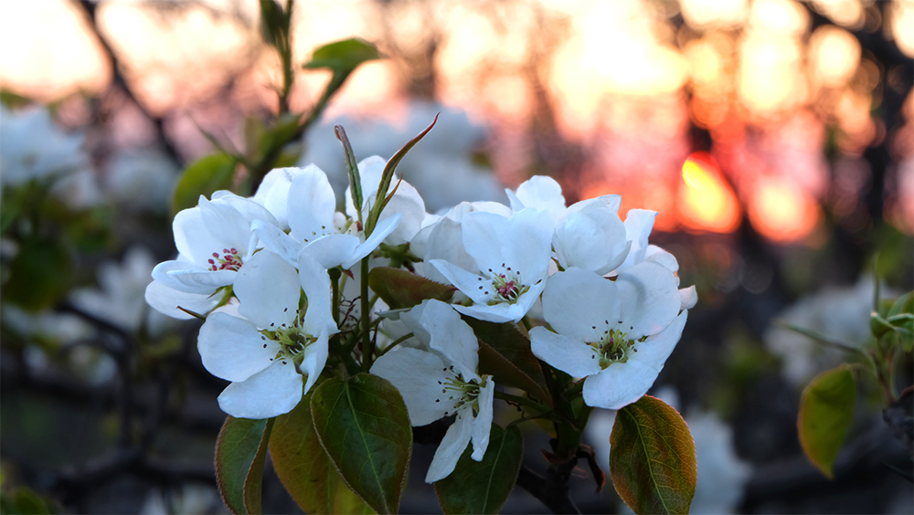 ��ѣ��ѧ Þɣ�ხ