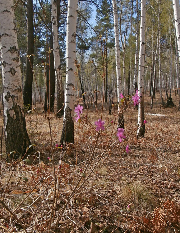 �������� ���