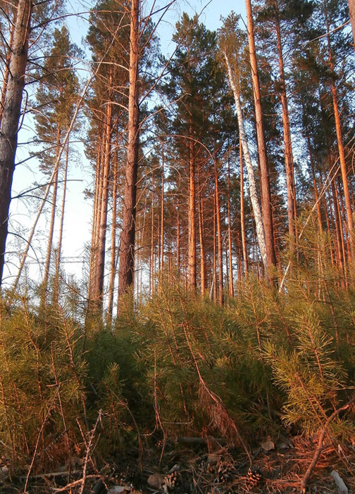 ����� ��� �����...