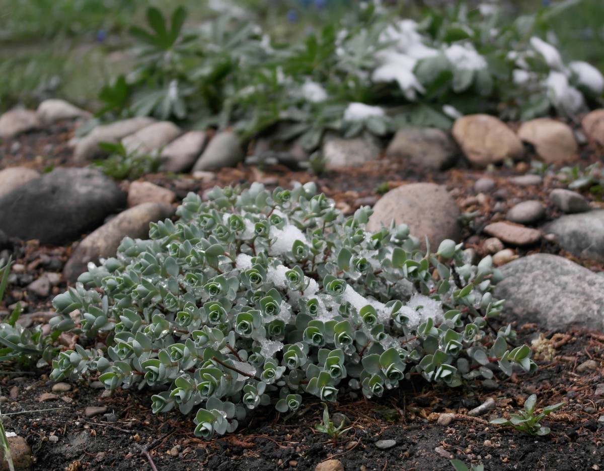 ������� �������