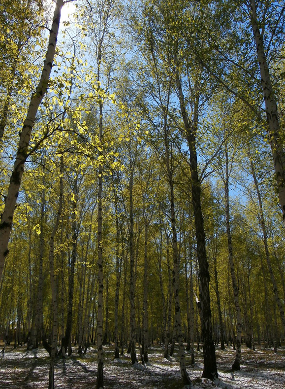 ��������� ���