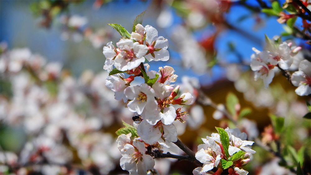 �ѣ��, ���ɣ����.