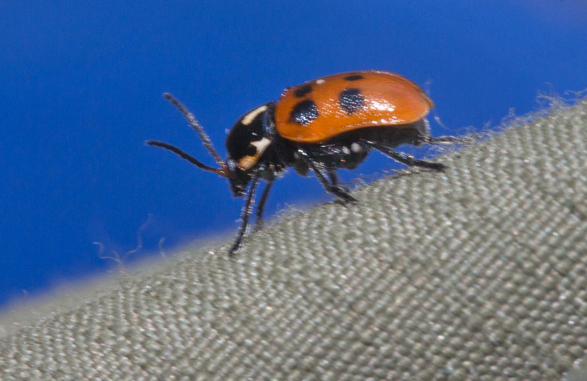 Cryptocephalus octopunctatus ?