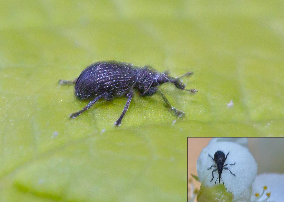 Gymnetron sp.?