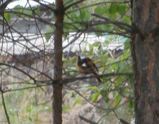 ����������� ���������