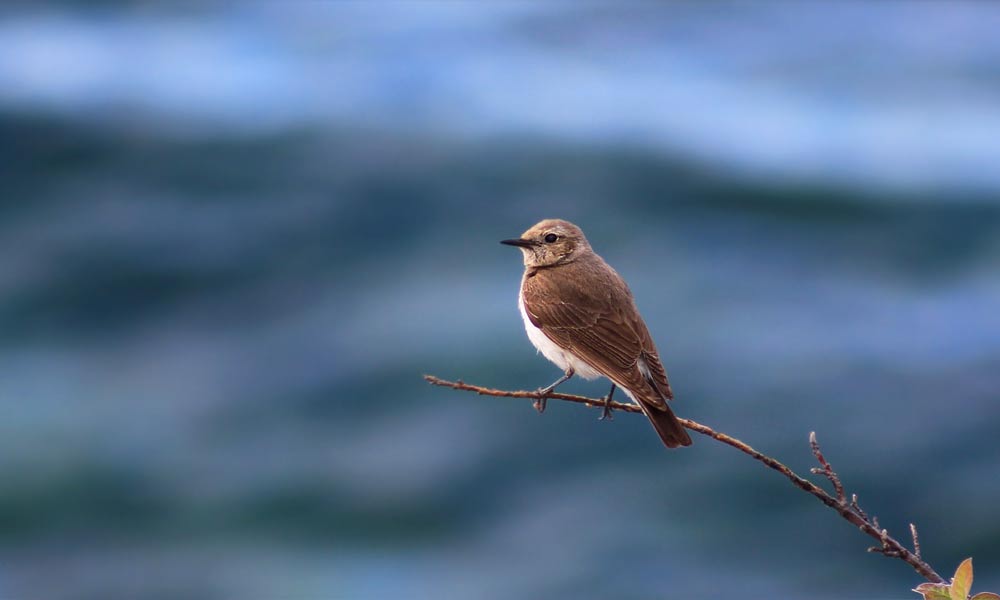 �� ������ �������