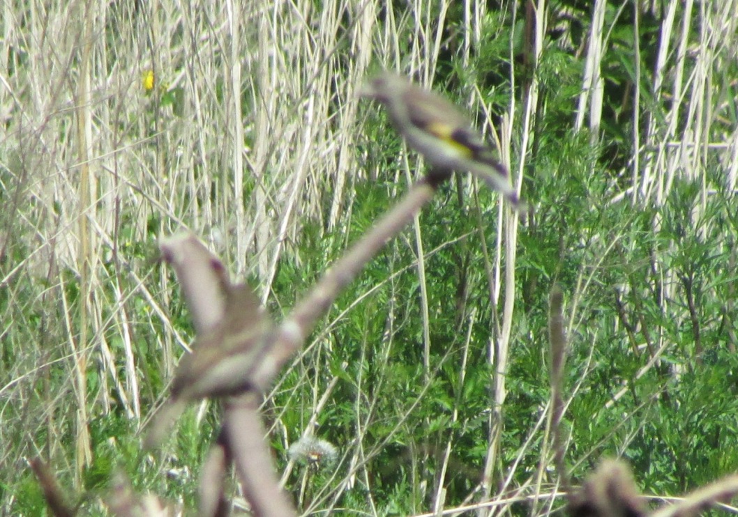 ������� �����