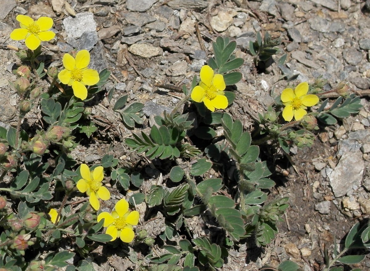 �������� ���������