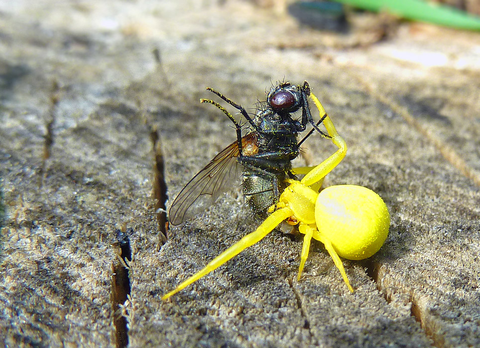 ... ��������-������ "����" ���� � ������ ������� ...