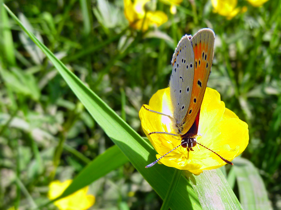 �� ��������