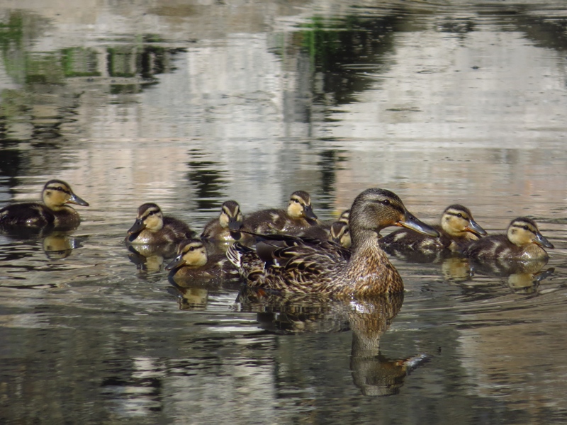 �� ������ ��������