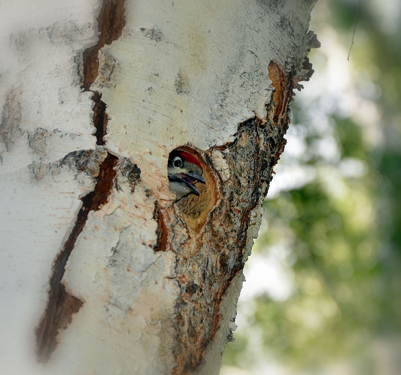 "��� ���?"