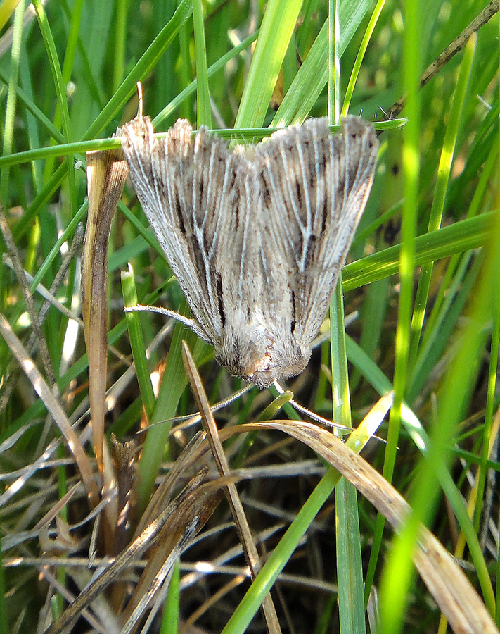 Comma