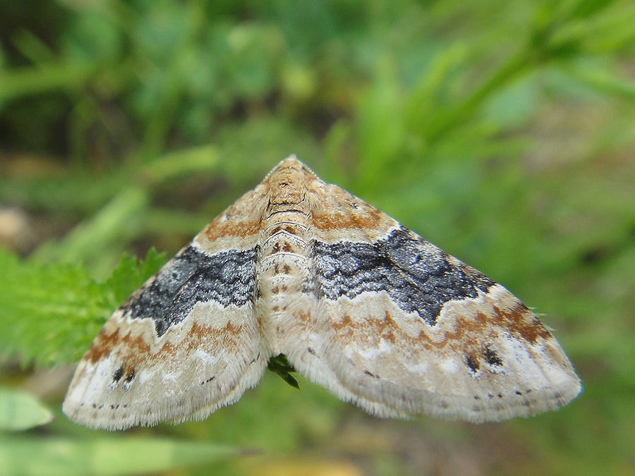 Xanthorhoe aridela