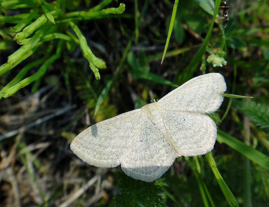 Scopula