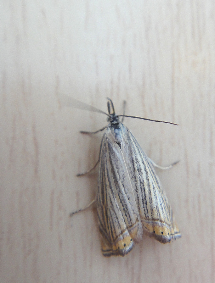 Chrysoteuchia culmella
