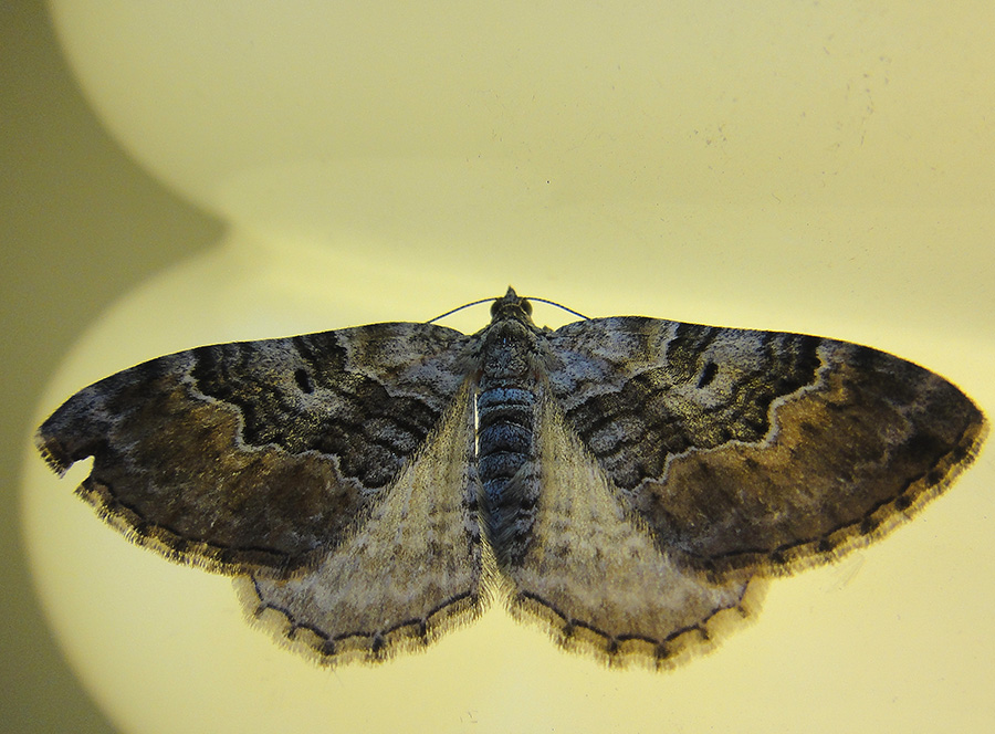Ochyria quadrifasiata