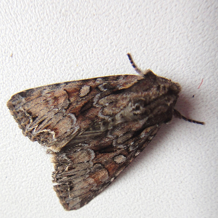 Anarta_1