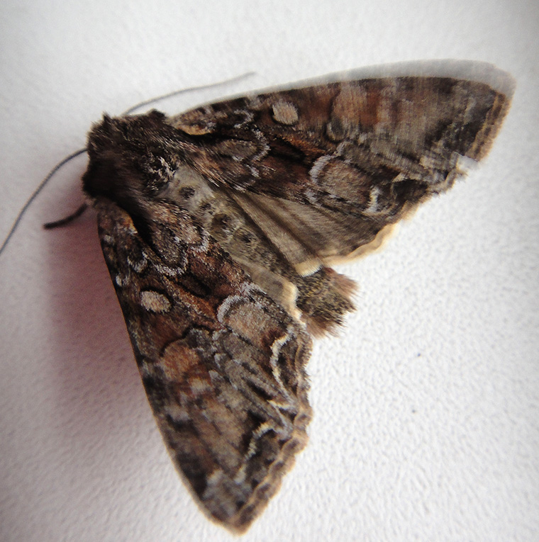 Anarta_2
