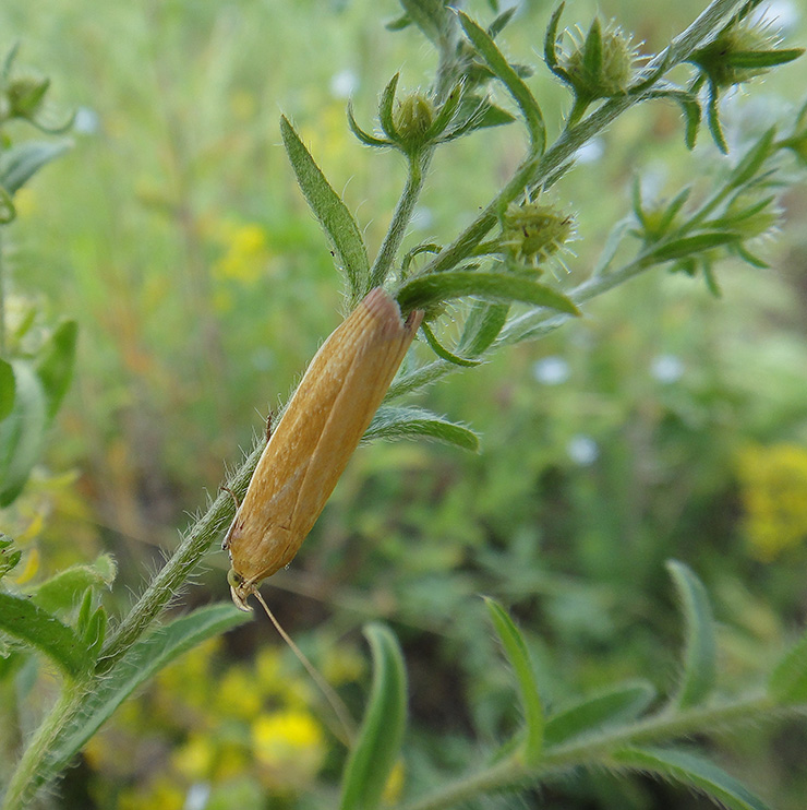 Crambus_1